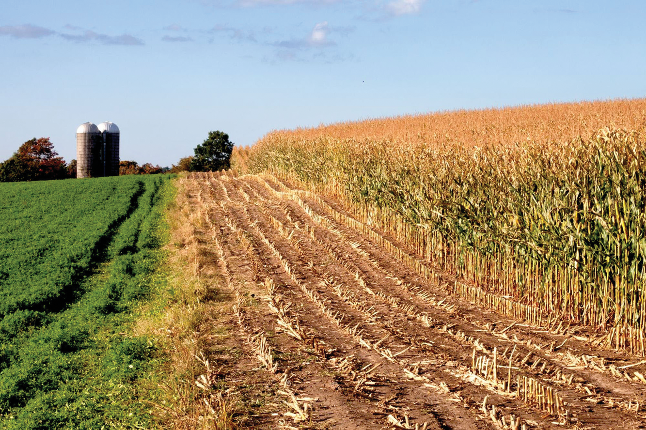 Alfalfa in rotation with annual crops aggressively scavenges nitro- gen in the soil and can significantly reduce nitrate contamination of groundwater. Photo courtesy of UNL CropWatch.