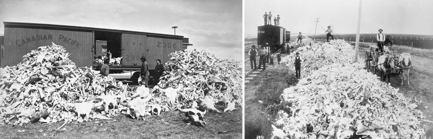 Figure 1. Top: Buffalo bones ready for loading on Canadian Pacific Railway boxcar, Moose Jaw, SK, Canada (ca. 1887–1889). Photo by O.B. Buell and courtesy of Glenbow Library and Archives Collection, Libraries and Cultural Resources Digital Collections, University of Calgary. Bottom: Buffalo bones gathered for shipment by Gull Lake, SK, Canada (ca. 1890s). Photo by R.H. Trueman and courtesy of Glenbow Library and Archives Collection, Libraries and Cultural Resources Digital Collections, University of Calgary