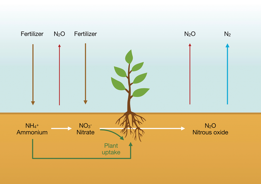 The amounts of nitrous oxide (N2 O) emitted in crop production are a small fraction of the nitrogen applied but comprise a big fraction of its carbon footprint. Each molecule of N2 O traps as much heat as 273 molecules of carbon dioxide. Photo courtesy of Adobe Stock/ Dimitrios.