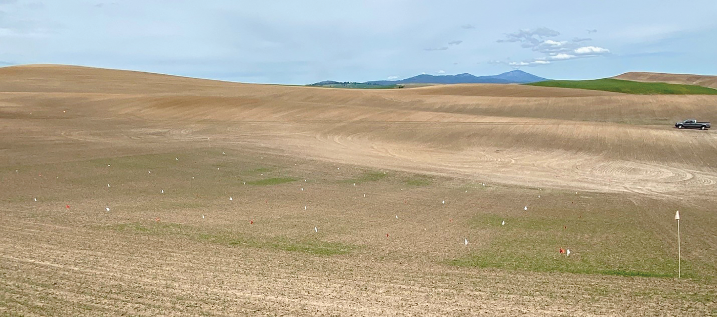 Figure 2. Spring canola and Italian ryegrass emerging in a field near Pullman, WA in 2022. Greener plots did not receive a preplant incorpo- rated or preemergence herbicide treatment and had greater Italian ryegrass emergence than plots with these treatments. Photo by Drew Lyon.