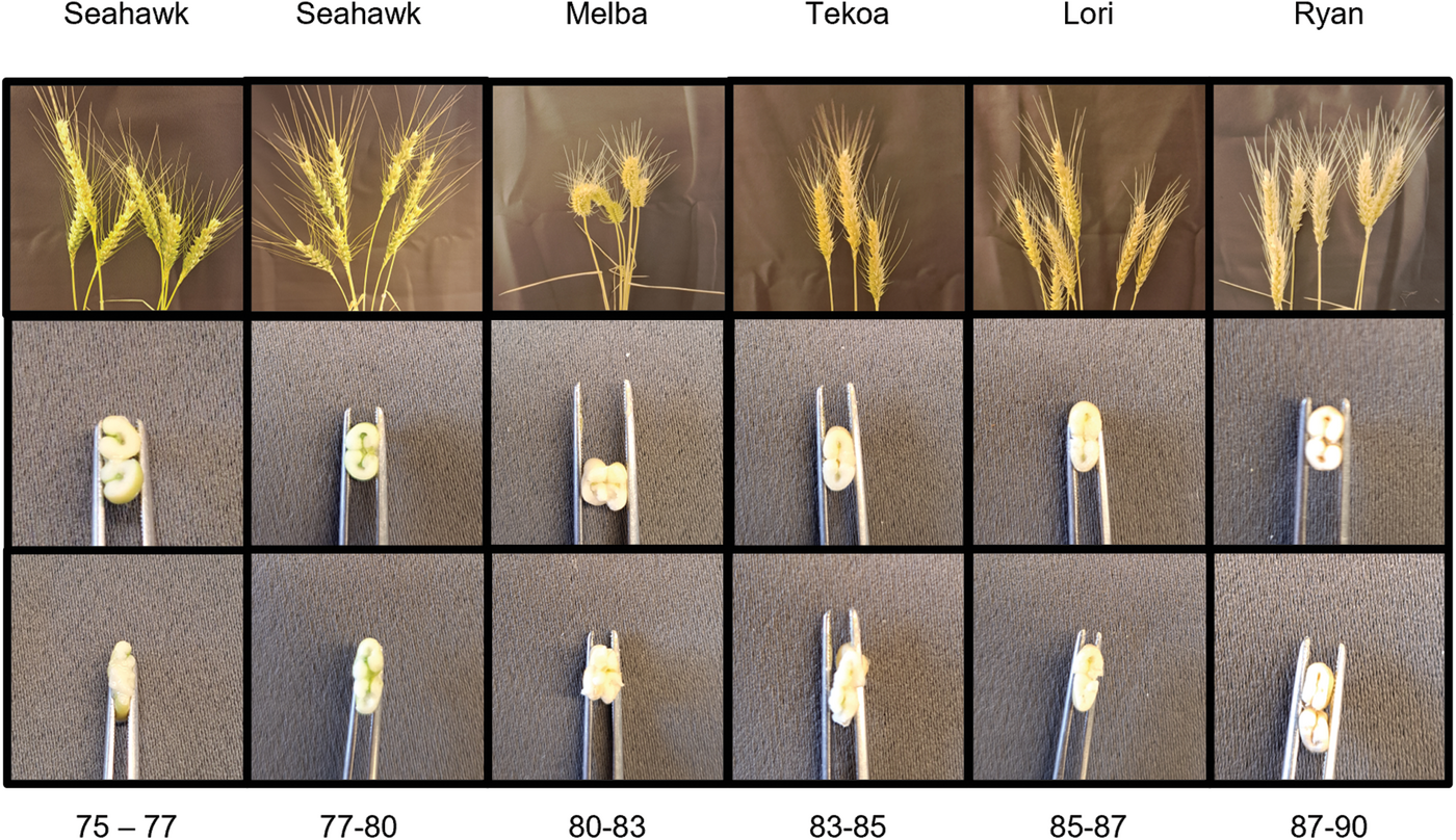 Figure 2. Image of wheat heads, seed halves, and squished seed halves of different varieties at various stages of the Zadoks scale. Higher numbers on the Zadoks scale indicate harder and dryer seed.