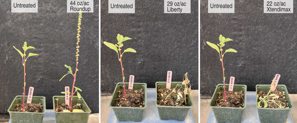 Figure 8. Palmer amaranth found in multiple crops, right-of-way, and private property in the Pacific Northwest.