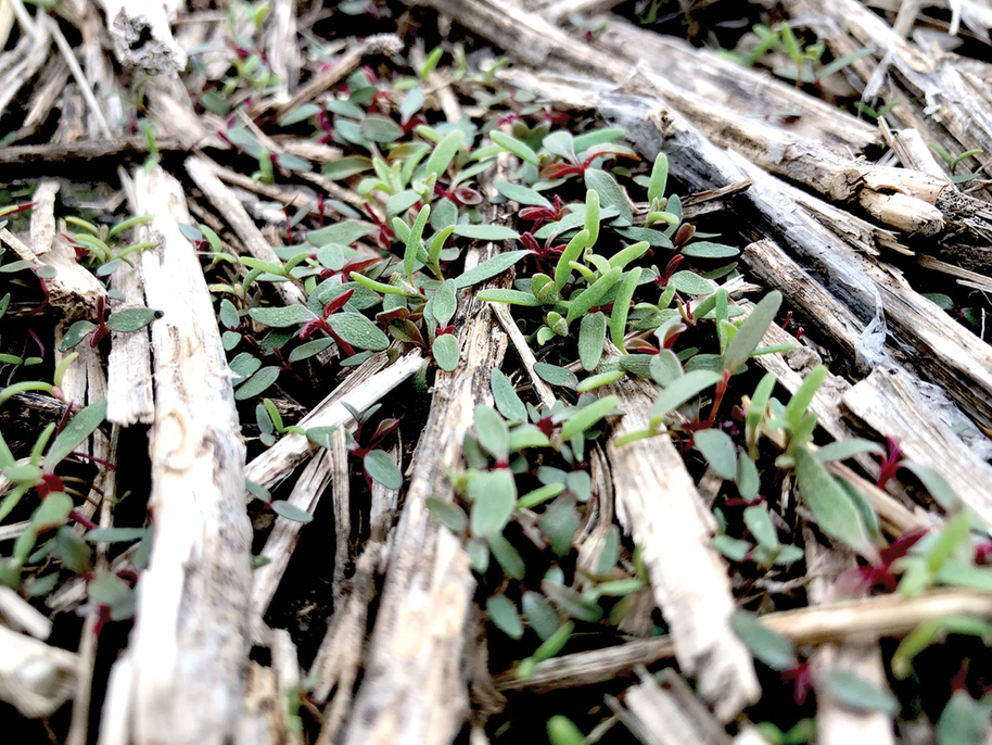 Aggressive weeds call for equally aggressive management strategies. Shown is an emerg- ing carpet of amaranth and lambsquarters at the South Central Agriculture Laboratory at Clay Center, NE.