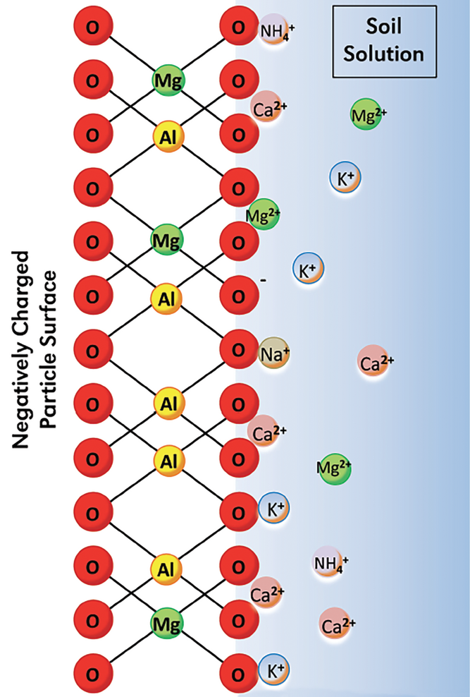 Common 2:1 clays contain Mg as a constituent of their clay struc- ture, in the interlayer region, and as exchangeable cations on the clay edges. Illustration courtesy of Rob Mikkelsen.
