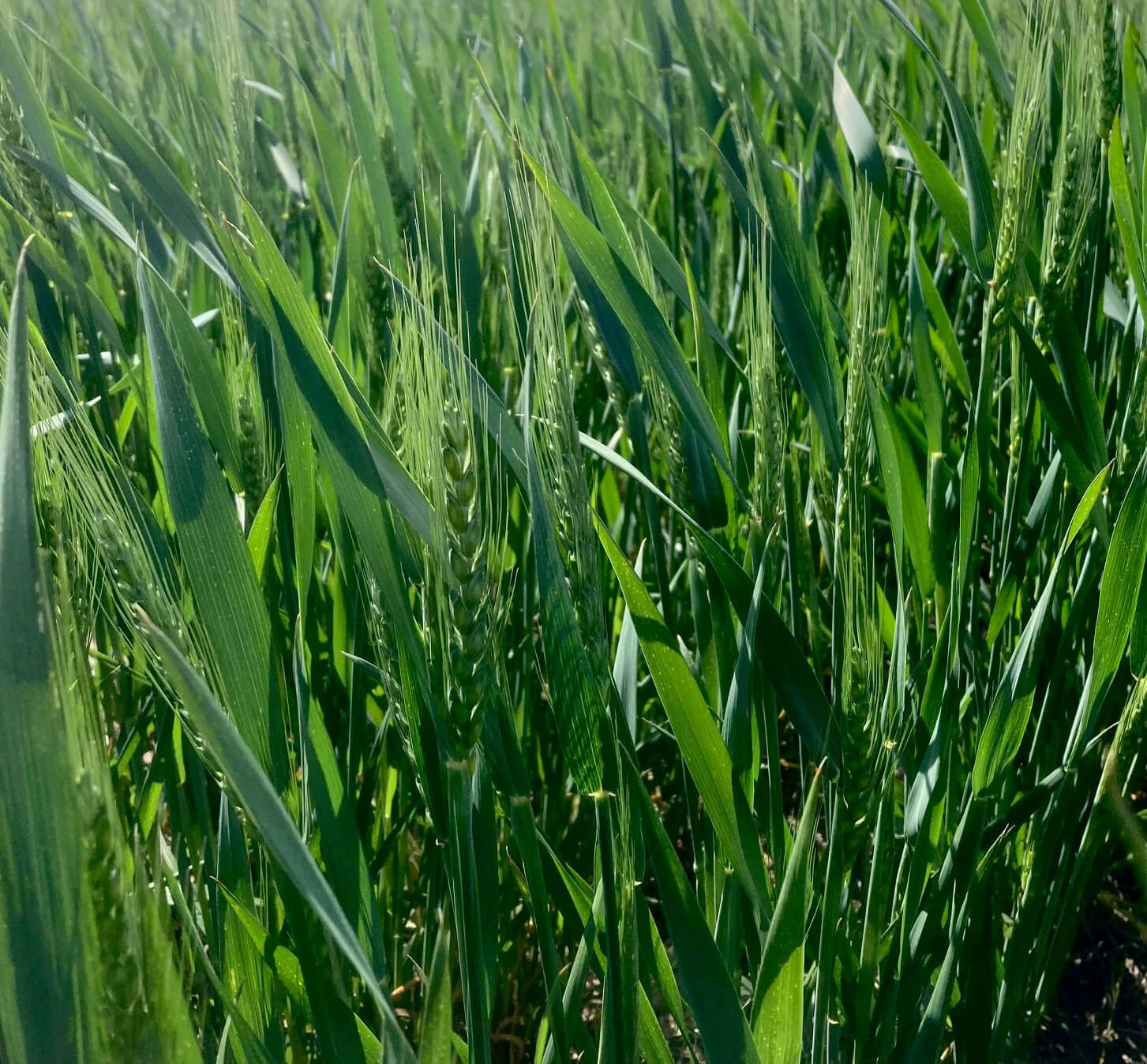 Wheat canopy. Photo by Curtis Adams.