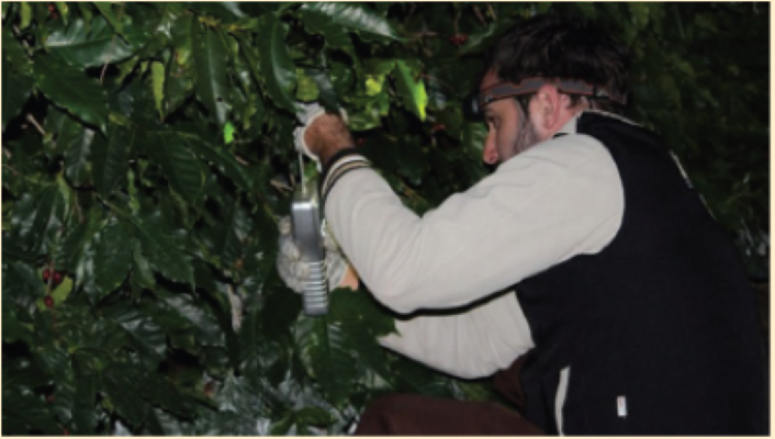 Dr. João de Deus Godinho Júnior of São Paulo State University uses a portable digital dynamometer to measure the detachment force of coffee fruit on a Brazilian coffee plantation. Photo by Rouverson Pereira da Silva.