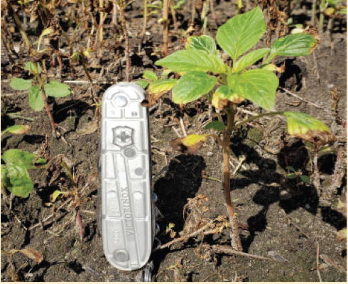 This Palmer amaranth plant, taller than 4 inches, survived a glufos- inate application, but its young offspring might not. Photo courtesy of Eric Jones.