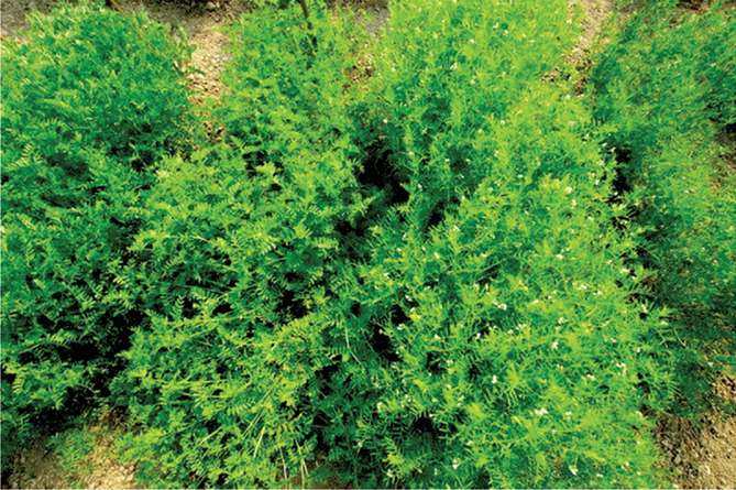 Two lentil varieties growing in Bangladesh. One is still in its veg- etative growth phase (left) while the other is flowering and in its reproductive phase (right). Photo by Derek M. Wright.