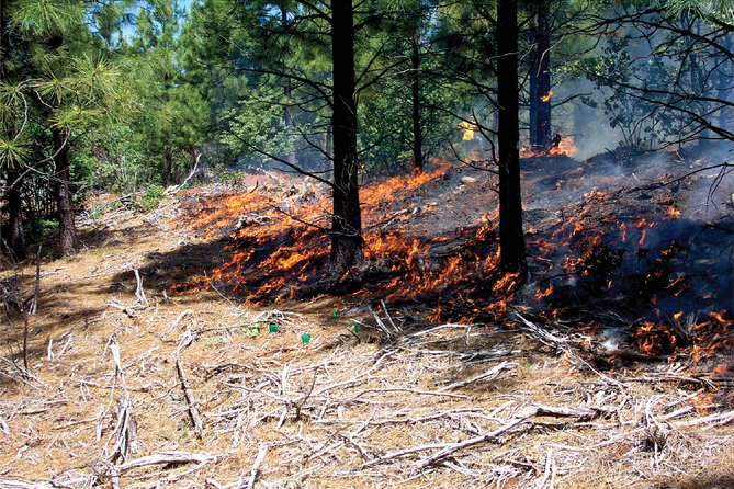 Prescribed burning of heavy fuels loads at the Challenge Experi- mental Forest in the Sierra Nevada mountains, conducted by USDA Forest Service personnel. Photo courtesy of Matt Busse.
