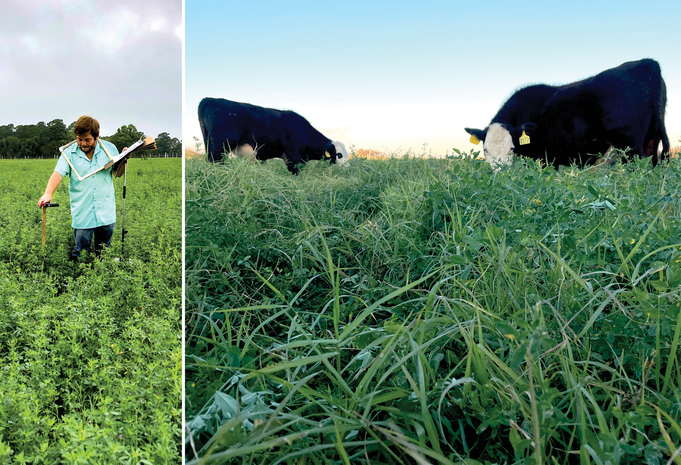 Left: First author Justin Burt collects non-destructive plant data of alfalfa–bermudagrass mixtures in Tifton, GA. Photo by Kendall Whatley. Right: Research steers graze an alfalfa–bermudagrass mixture in Tifton, GA. Photo by Justin Burt.