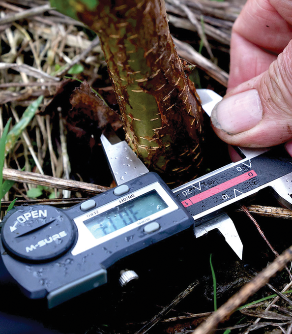 Measuring one of trees planted for The Carbon Community’s rock weathering field trial. Photo by Paul Box.