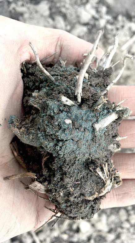 Rock dust integrated with soil and roots, part of an enhanced weathering experiment by Ben Houlton’s group at Cornell University. Photo by Garrett Boudinot, former research associate at the Houlton Laboratory.