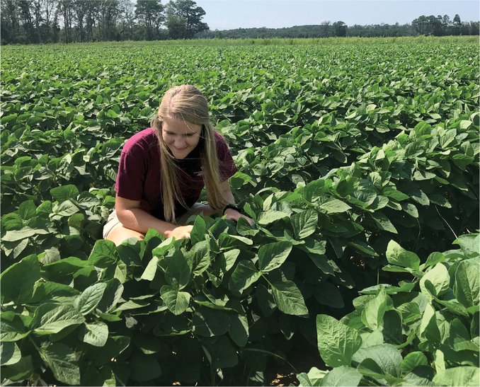 Keren Brooks of Virginia Tech, first author of the study, examines soybean plots in Painter, VA; a site where sulfur fertilizer additions are not currently warranted for soybean production. Photo courtesy of Keren Brooks.