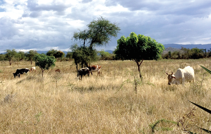 Cattle graze in a communal pasture during the dry season near Kapenguria, Kenya. Photo by David Pelster.