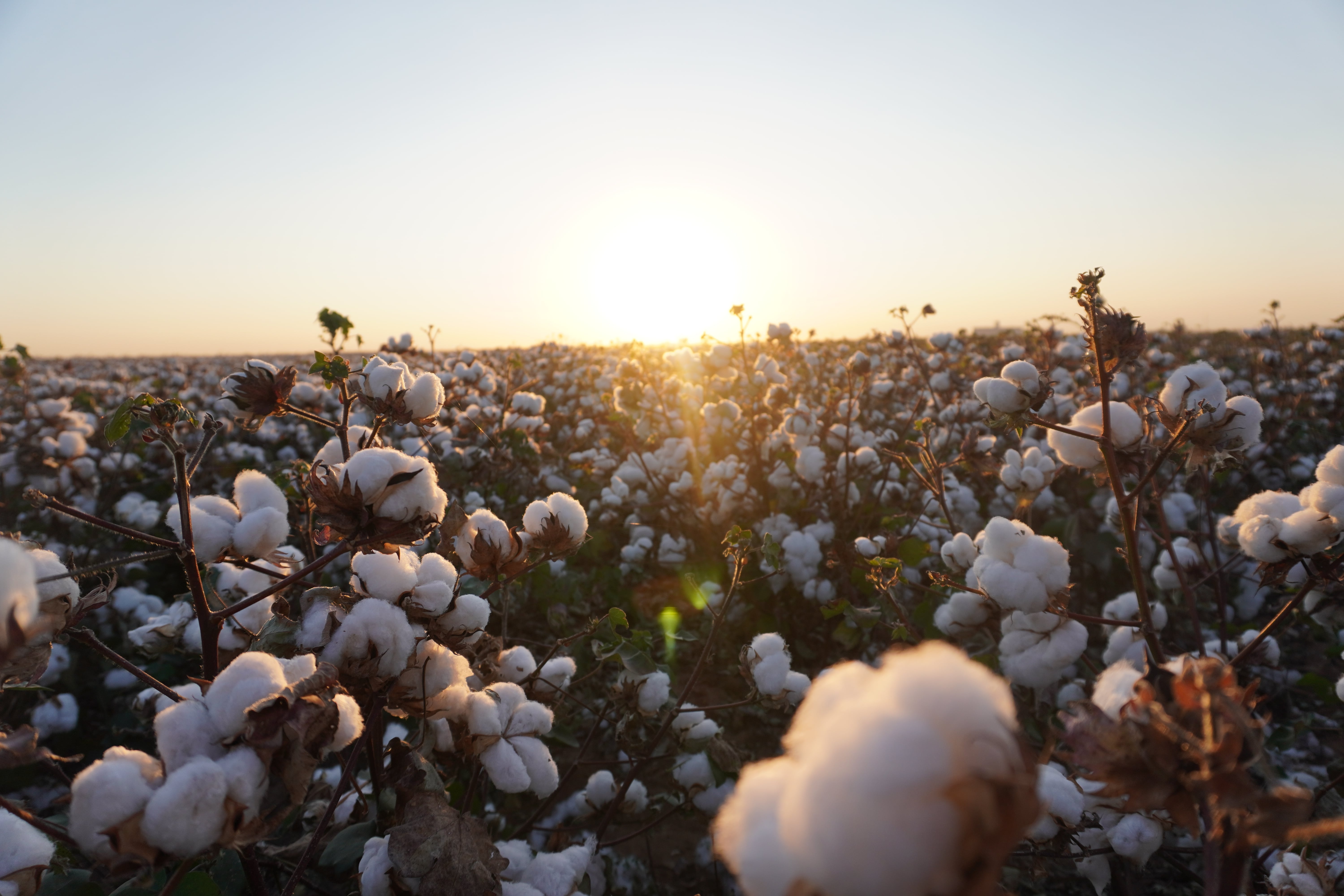 A cotton trial in Hale County, TX. Photo by Brooke Shumate.