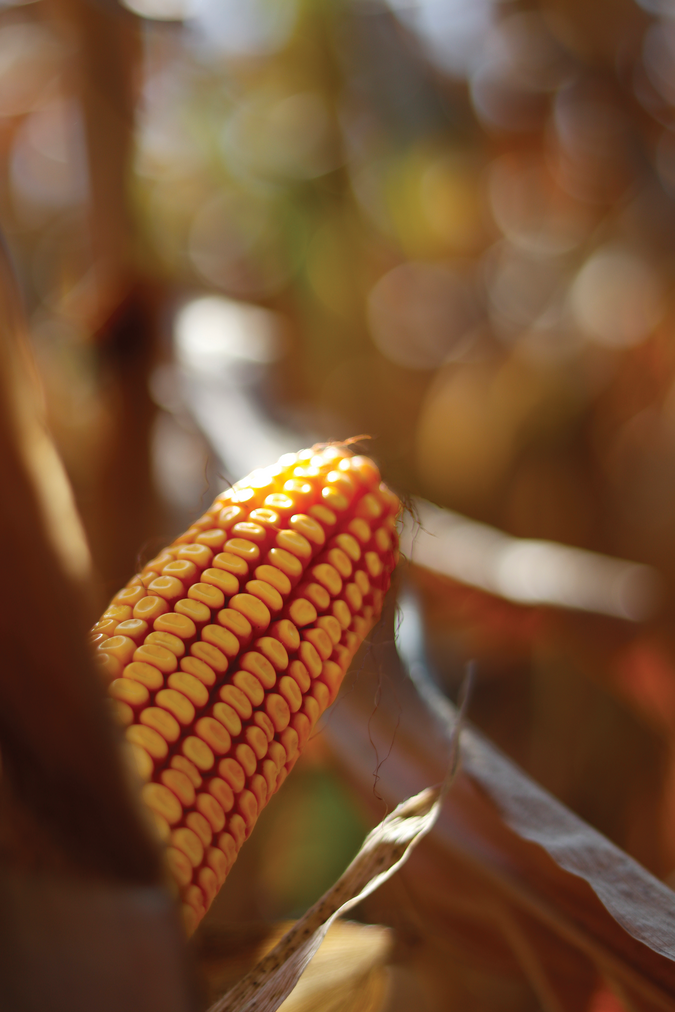 âCornâs Golden Symphonyâ by Nitish Inu was the Agronomy Best Photo during the photograhy and video contest held during the 2023 Annual Meeting in November.