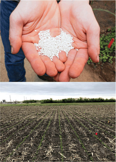 Top: Granules of struvite produced from wastewater streams in Chicago. Photo by Kay Shipman. Bottom: Soybeans emerging at a central Illinois field site under struvite versus MAP fall-applied treatments. Photo by Patricia Leon.