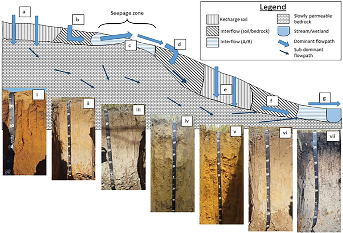 A cross section of a South African landscape with different soils guid- ing heterogeneous flow patterns of water. Image reprinted with per- mission from the chapter “The Contribution of Hydropedogical Assess- ments to the Availability and Sustainability, for All (SDG#6)” by Van Tol  et al., published in Soil and Sustainable Development Goals.