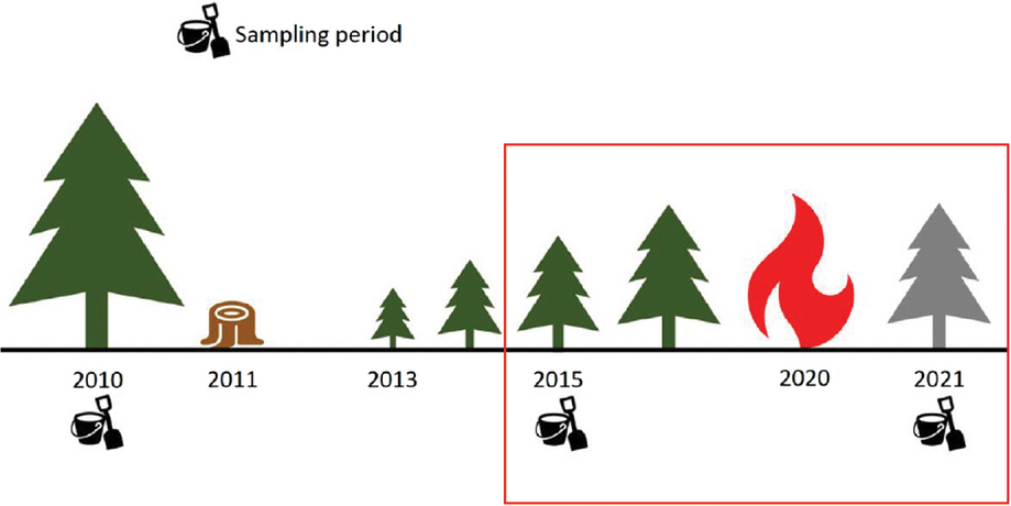 Diagram of site history with the focus of the recent SSSAJ article outlined in red. Sampling occurred in three periods: pre-harvest in summer 2010, 3.5 years post-harvest in summer2015, and four months post-fire in winter 2021. Harvest occurred in December 2011. In September 2020, the site burned at high severity. Post-fire samples were collected betweenDecember 2020 and April 2021.
