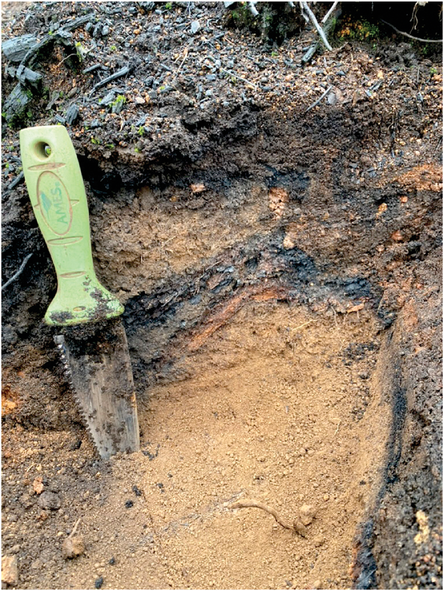 Typical soil profile at the study site, 0â30cm. Photo courtesy of J. Hatten.