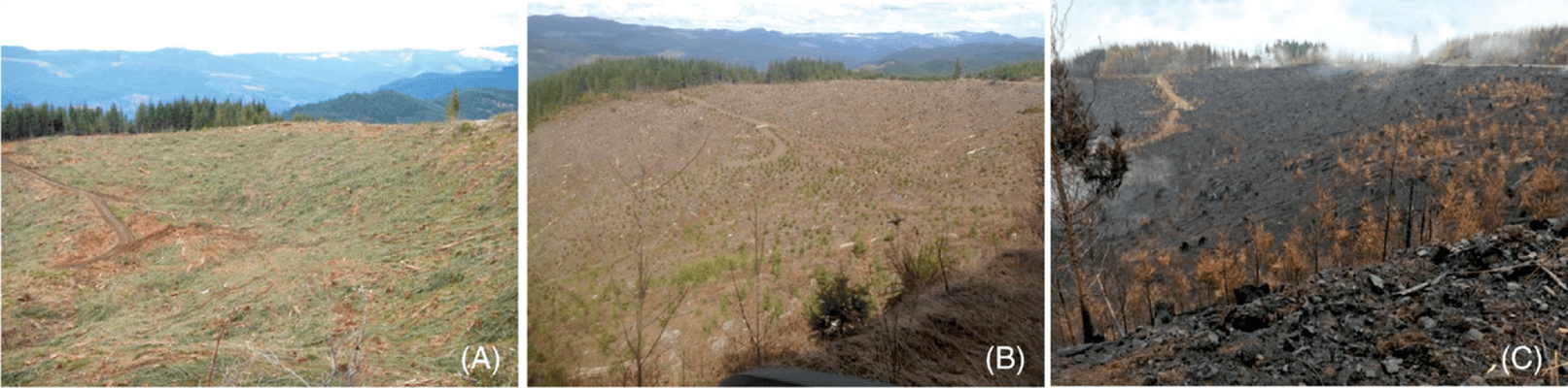 Photos of the site looking northeast: (a) four months post-harvest in March 2012, (b) six years post-harvest in March 2018, and (c) immediately post-fire in September 2020. Photo courtesy of K. McCool.