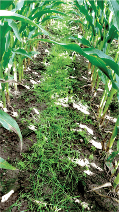 Cover crops interseeded into corn. Photo by Lisa Tiemann.