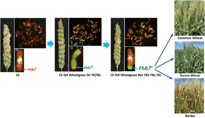 A depiction of the development of FHB-resistant spring wheat ger- mplasm WGC002, which contains the wild grass–derived resistance  gene Fhb7The2. Image courtesy of Xiewen Cai.