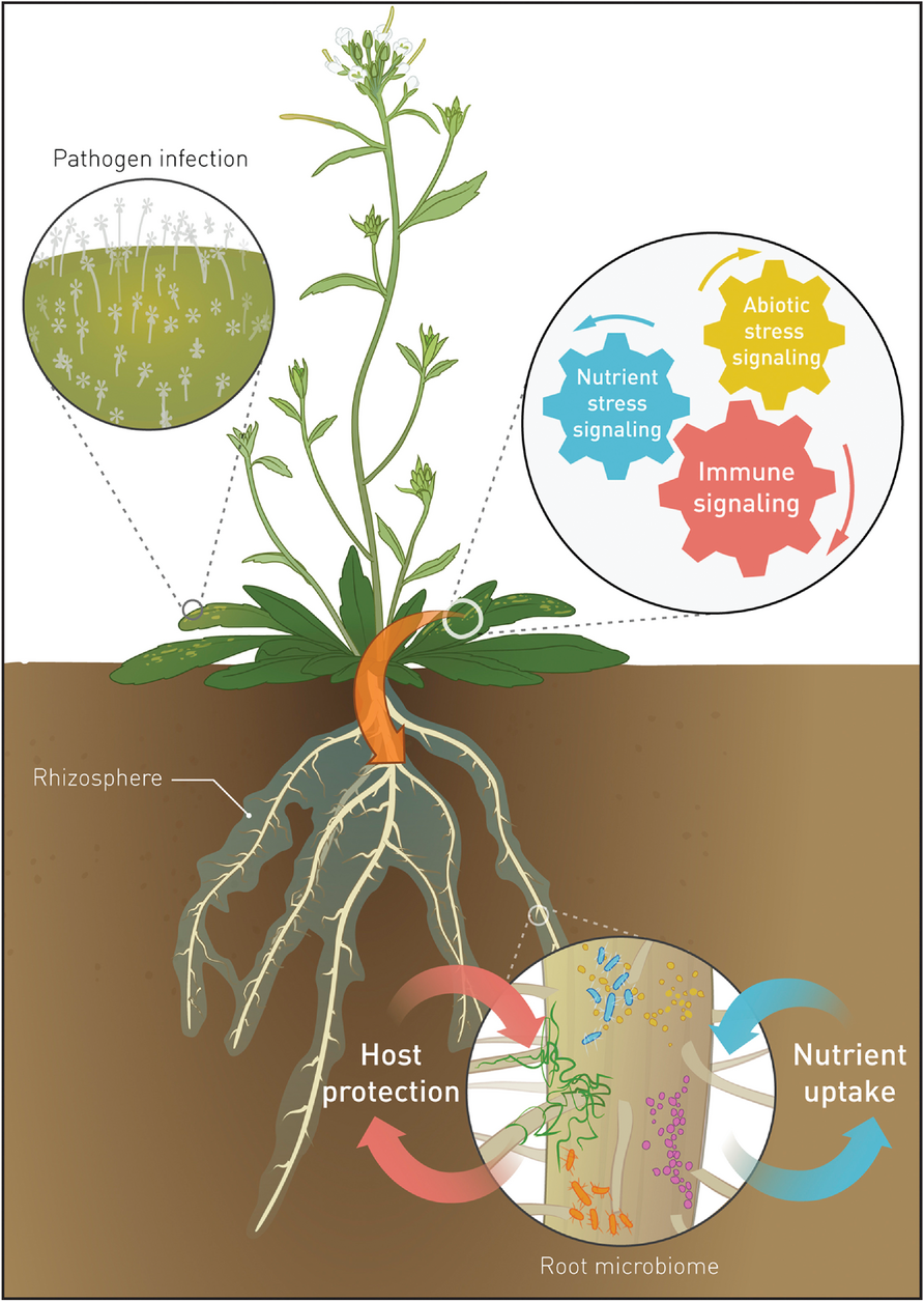 Rhizosphere microbes play a vital role in bolstering disease resistance by repelling or out- competing plant pathogens, forming physical barriers, enhancing nutrient availability, anddiminishing resources accessible to pathogens. Illustration reprinted with permission from âThe Soil-Borne Legacy,â by Bakker et al. (2018), originally published in the journal Cell (https://doi.org/10.1016/j.cell.2018.02.024).