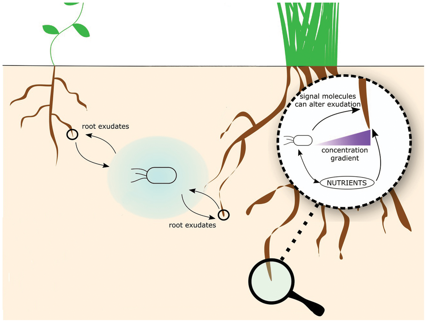 Root exudates serve as crucial components of microbeâplant interactions. While plants can regulate root exudation, soil microbes can enhance exudation rates and release moleculesthat affect root exudation patterns. This illustration is an adaptation from a figure originally published in the article âRoot Exudation of Primary Metabolites: Mechanisms andTheir Roles in Plant Responses to Environmental Stimuli,â by Canarini et al. in the journalFrontiers. It is published and adapted under this license: https://creativecommons.org/ licenses/by/4.0/.