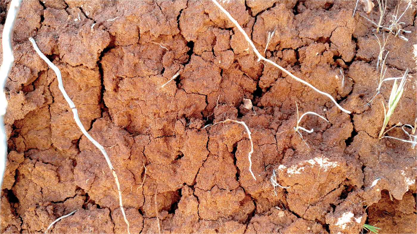 Soil microbes actively contribute to soil formation by enhancing soil aggregation, a process critical for enhancing soil fertility, porosity, water-holding capacity, and promoting seed germination and crop yield. Photo by Antonio Jordán (distributed via imaggeo.egu.eu) and reprinted under this license: https://creativecommons.org/licenses/by-sa/3.0/.