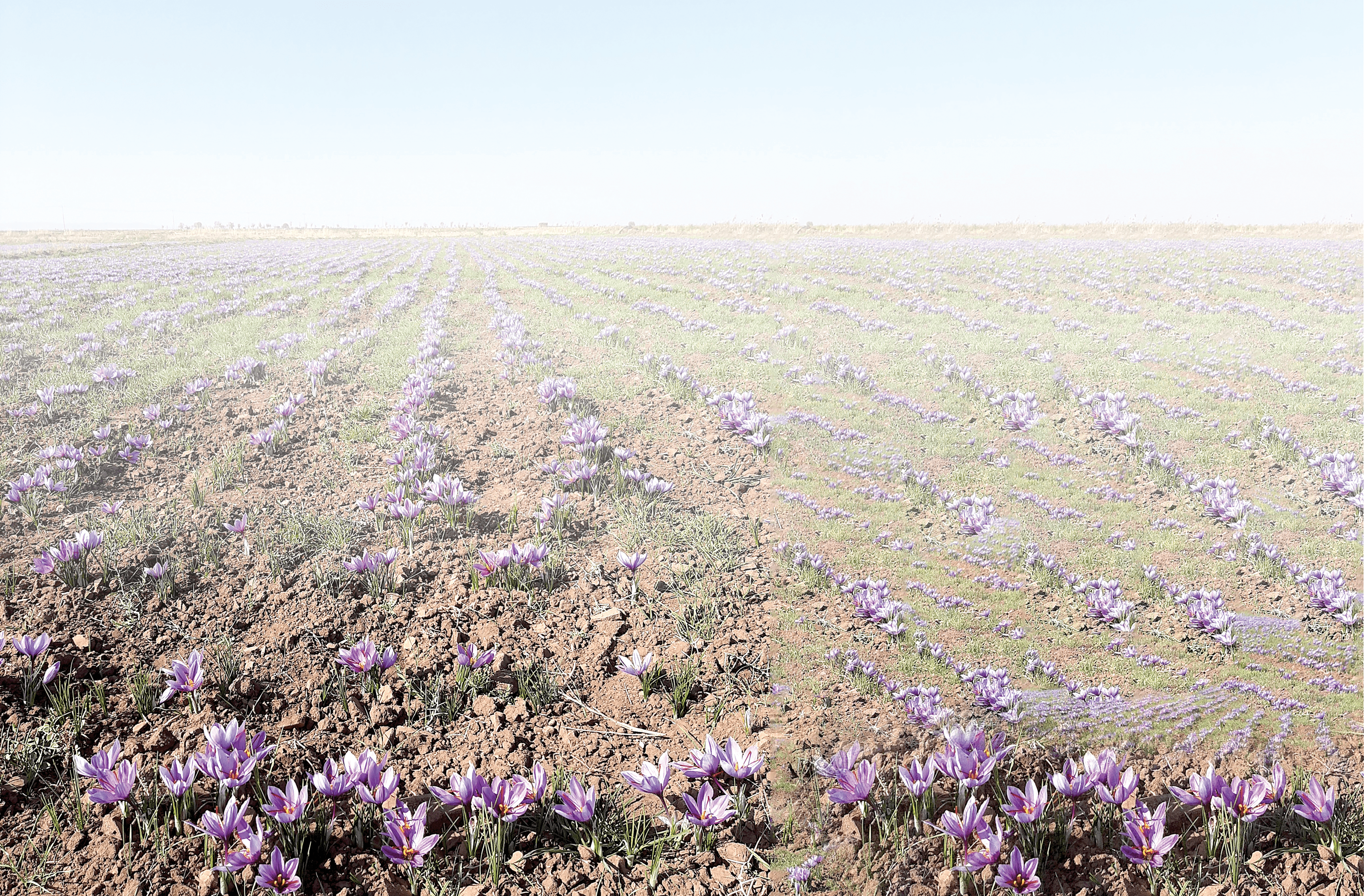 A saffron field in Neyshabur County, Razavi Khorasan Province, Iran. For a recent study in Agrosystems, Geosciences  & Environment, Piratseh-Anosheh and col- leagues measured flower yield from 13 fields  in Iran during harvesting season. The field in Neyshabur County produced some of the higher yields in the study. Photo courtesy of Hadi Piratseh-Anosheh.