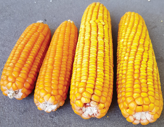 Commercial food-grade hard endosperm maize ears (left) and regular soft maize ones (right) harvested in Zavalla, Santa Fe, Argentina.  Photo by Lucas Abdala.