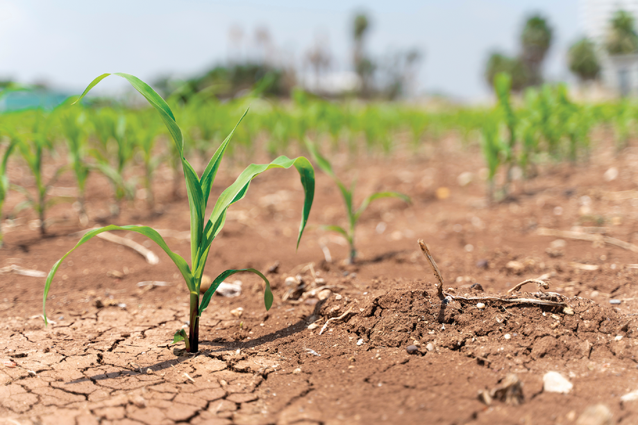 Several studies have reported that plants can increase their tolerance towards environmental stress like drought, heat, salinity, and other abiotic and biotic stresses by changingthe microbiome at the rhizosphere level. Photo courtesy of Adobe Stock/batuhan toker.
