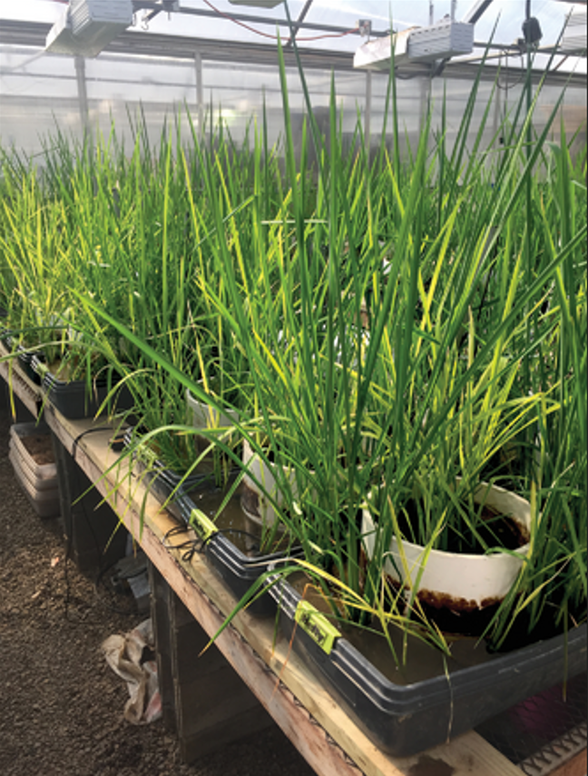 Rice plants toward the end of the vegetative stage grown in a con- trolled environment for greenhouse gas analyses. Photo by Diego Della Lunga.