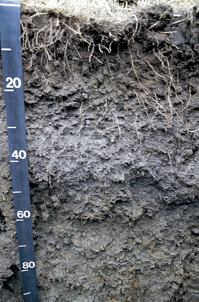 A fine, smectitic, mesic Vertic Argialboll, a poorly drained soil formed in loess. These soils occur on flats and in depressions of uplands in southern Iowa. Scale is in centimeters. Mollic epipe- don (0–25 cm), albic horizon (25–48 cm), argillic (Btg) horizon (48–>90 cm). How many terms unique to soil science do you recog- nize in this caption? What story do they suggest about biological, physical, and chemical processes related to carbon, water, and clay in the soil? Photo by Jon Sandor.