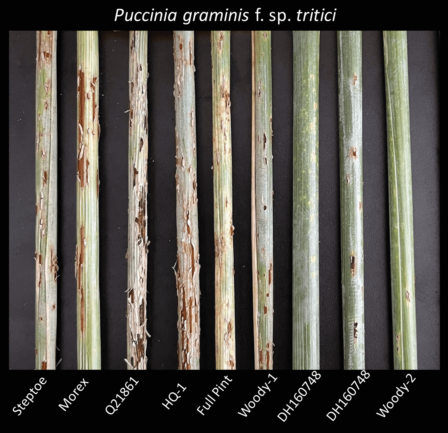 Comparison of stem rust (Puccinia graminis f. sp. tritici) disease across barley genotypes, including the “Woodies” created in this study. Image by Matthew Brooke, Washington State University.