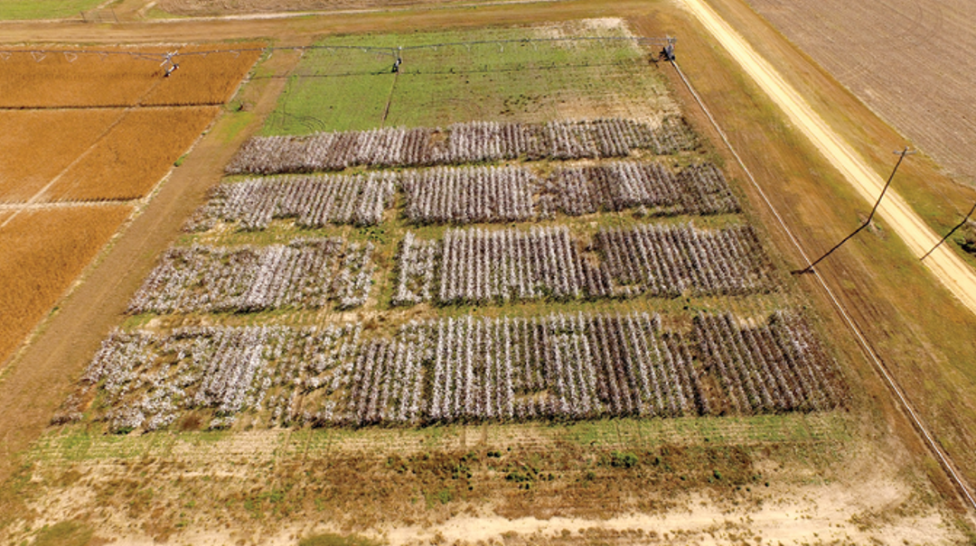 An aerial view of the study’s test plots in Blackville, SC in 2022. Photo by Ben Fogle, Edisto Research and Education Center.