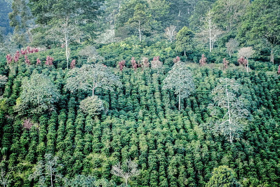 Coffee plants growing on a farm in Costa Rica. The industry has important cultural significance in the country. Photo by E. Remsberg.