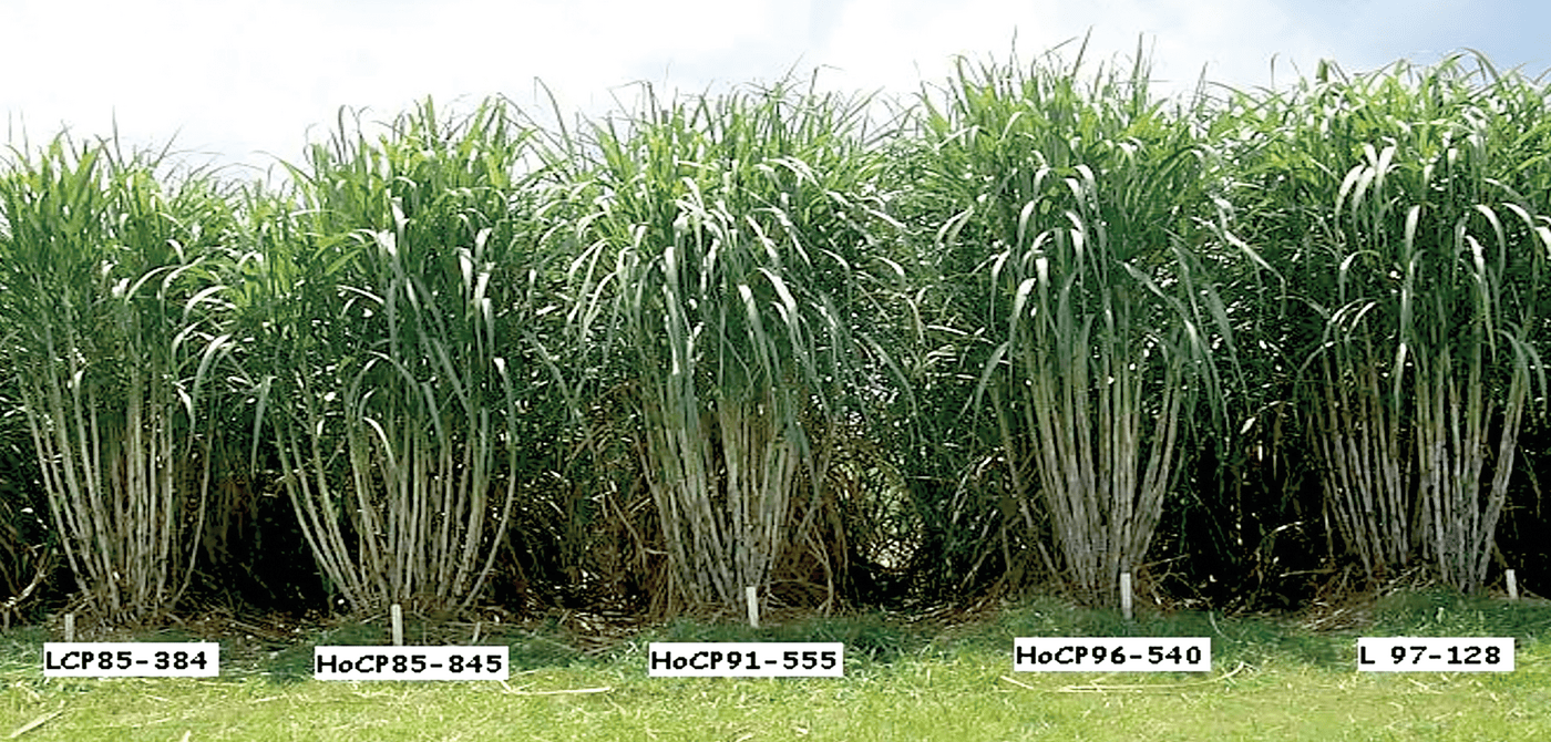 Sugarcane varieties including LCP 85-384, far left, and its progeny HOCP 96-540, second from right, which was released in 2003 after brown rust hit the widely-planted LCP 85-384. Image courtesy of Collins Kimbeng.