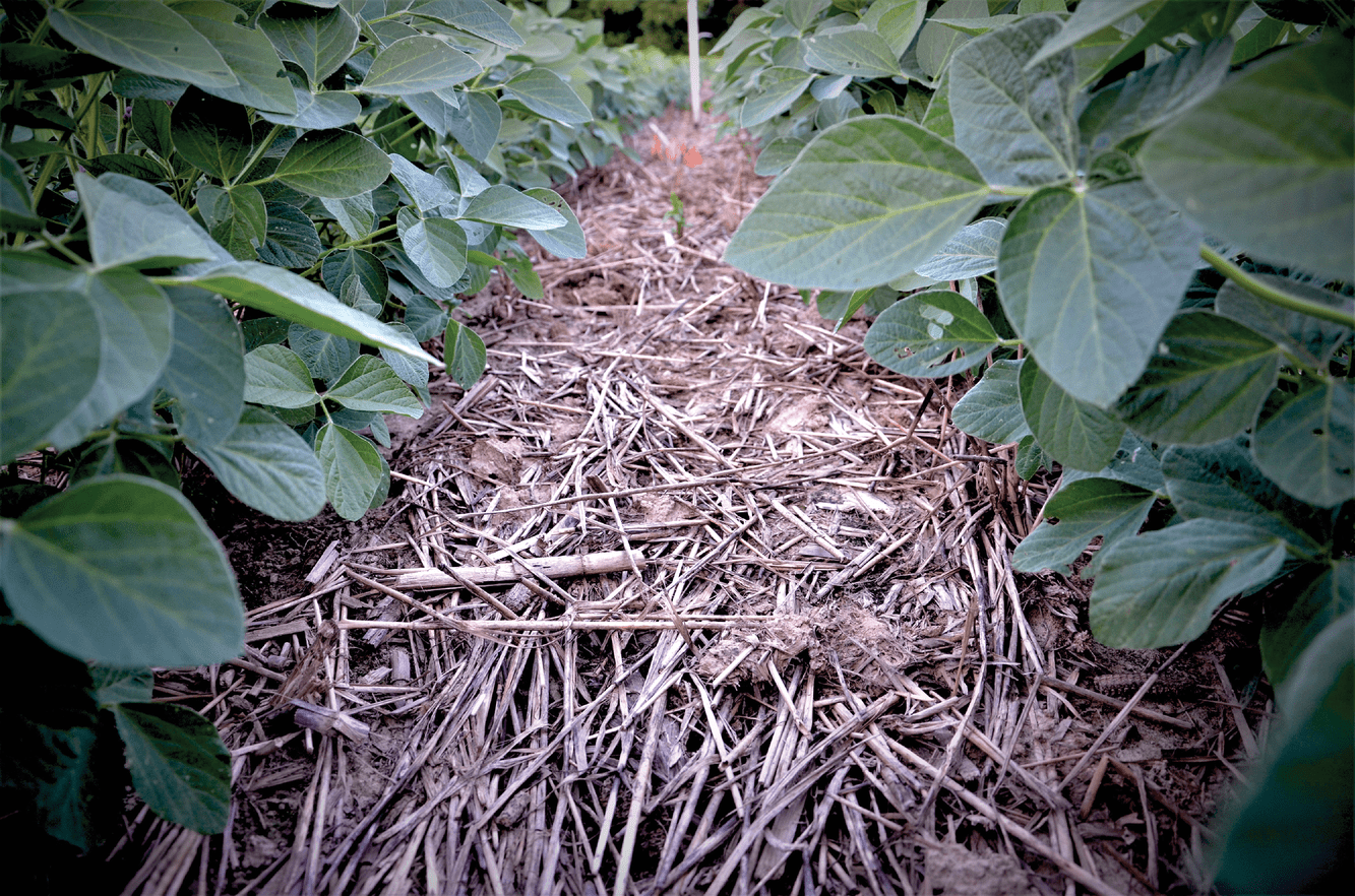Adopting agroecological principles like maximizing biodiversity and promoting soil cover enhances soil organic matter and microbial ac- tivity and diversity, leading to improved carbon sequestration, water infiltration, wildlife habitats, and profitability. Photo by Gurbir Singh.