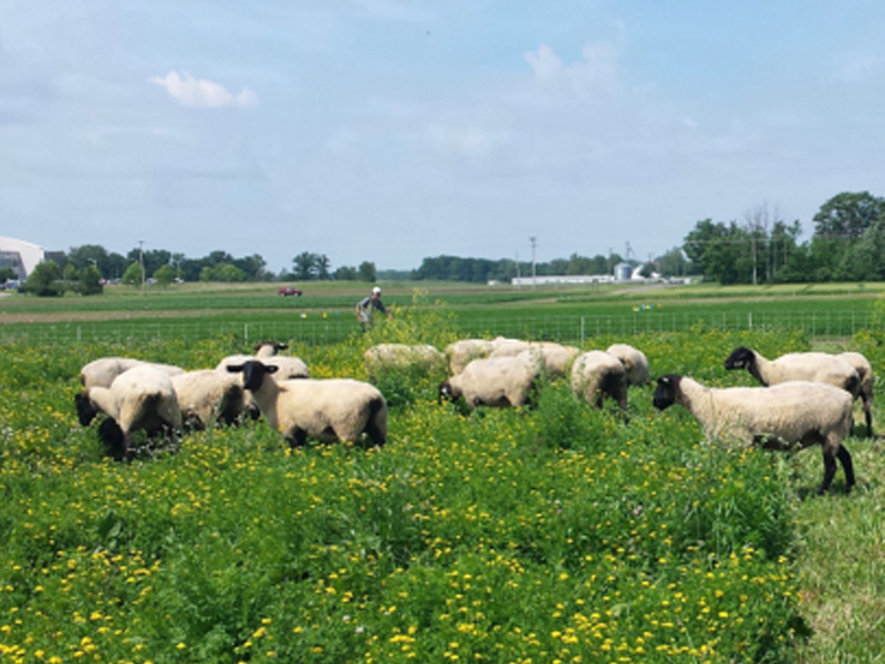 Sheep in a field