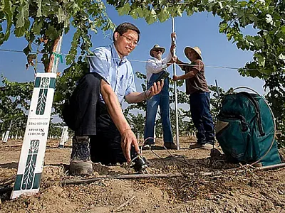 Soil scientist Dong Wang uses a probe to collect soil moisture data as technician Matt Gonzales and agricultural engineer Jim Gartung record grape canopy cover with a spectral camera.