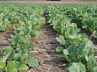 Photo courtesy of Karen Sowers/PNW Canola Association.