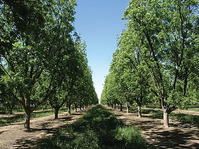 Photo courtesy of Jim Walworth.