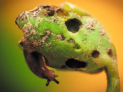 Slugs are among the most challenging pests faced by Mid-Atlantic no-till growers. Source: Penn State.