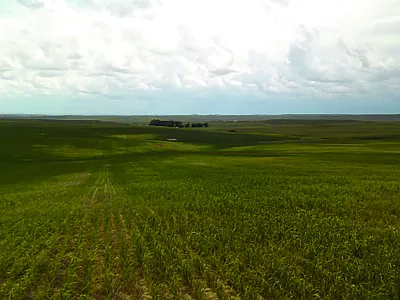 A field infected with wheat streak mosaic virus (WSMV) showing characteristic patchy patterns.