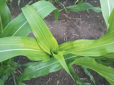 Sulfur deficiency in corn. Source: IPNI Crop Nutrient Deficiency Image Collection.