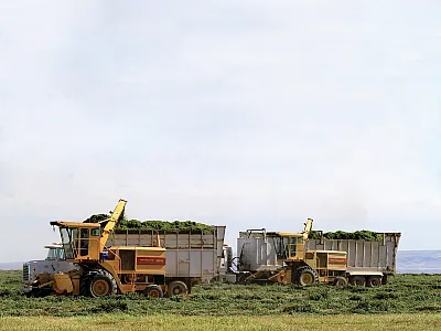Commercial alfalfa harvest.