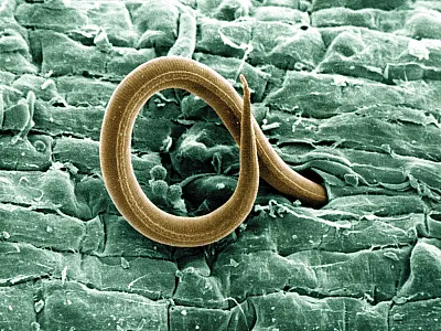 A juvenile root-knot nematode penetrates a tomato root. Once inside, the juvenile, which also attacks cotton roots, causes a gall to form and robs the plant of nutrients. Photo by William Wergin and Richard Sayre. Colorized by Stephen Ausmus. Source: USDA.
