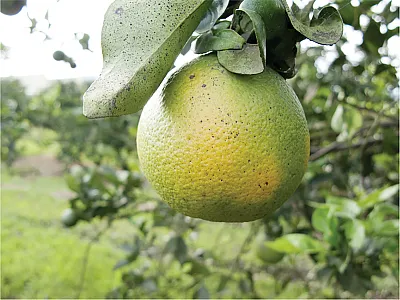 Citrus greening (also known as huanglongbing or HLB), one of the most significant citrus diseases, was first detected in Florida in 2005. Source: Adobe Stock/Ellen.